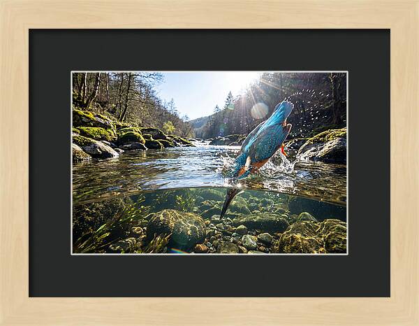 Diving Kingfisher In Action