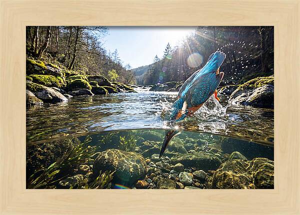 Diving Kingfisher In Action