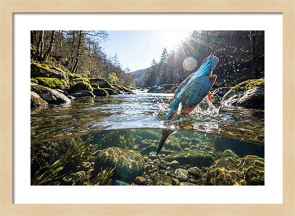 Diving Kingfisher In Action