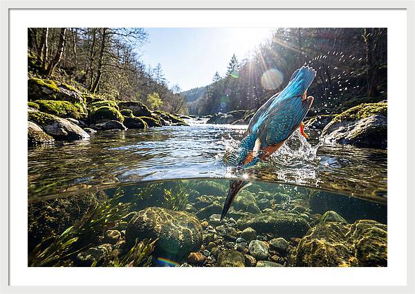 Diving Kingfisher In Action