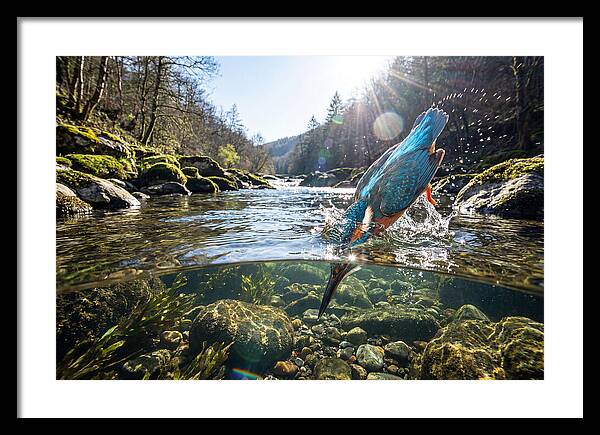 Diving Kingfisher In Action