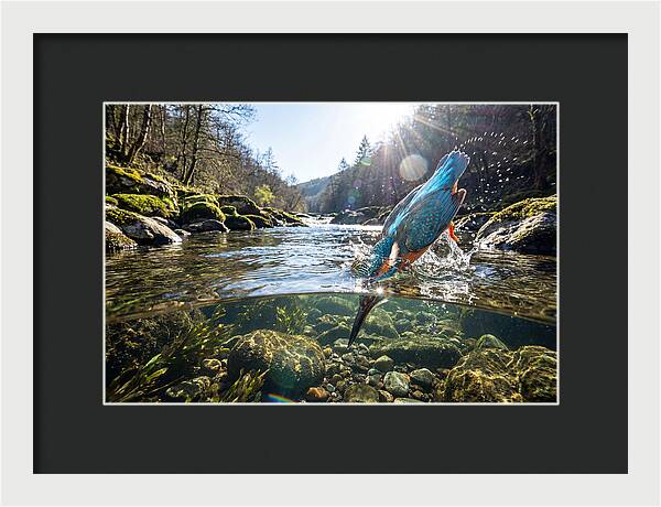 Diving Kingfisher In Action