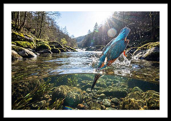 Diving Kingfisher In Action