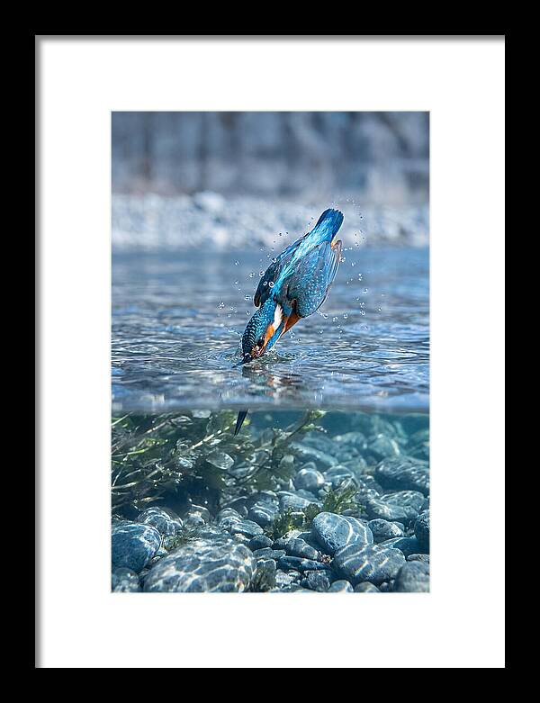 Diving Kingfisher In Clear Waters