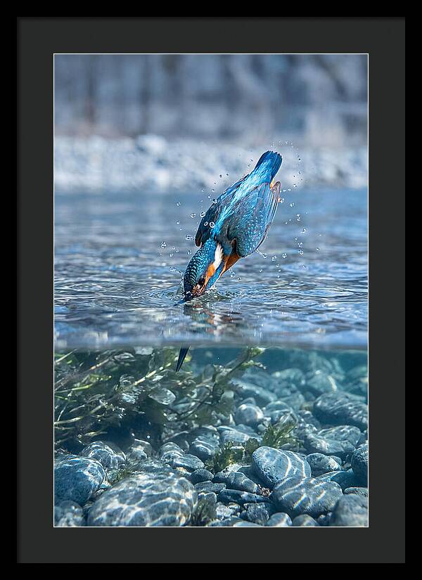 Diving Kingfisher In Clear Waters