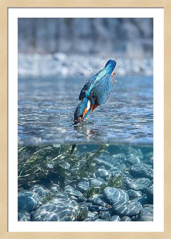 Diving Kingfisher In Clear Waters