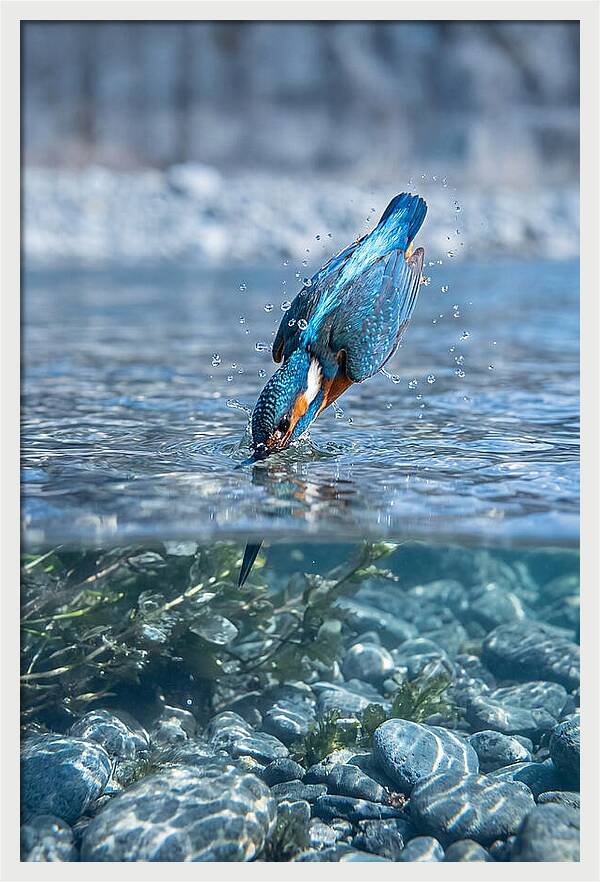 Diving Kingfisher In Clear Waters
