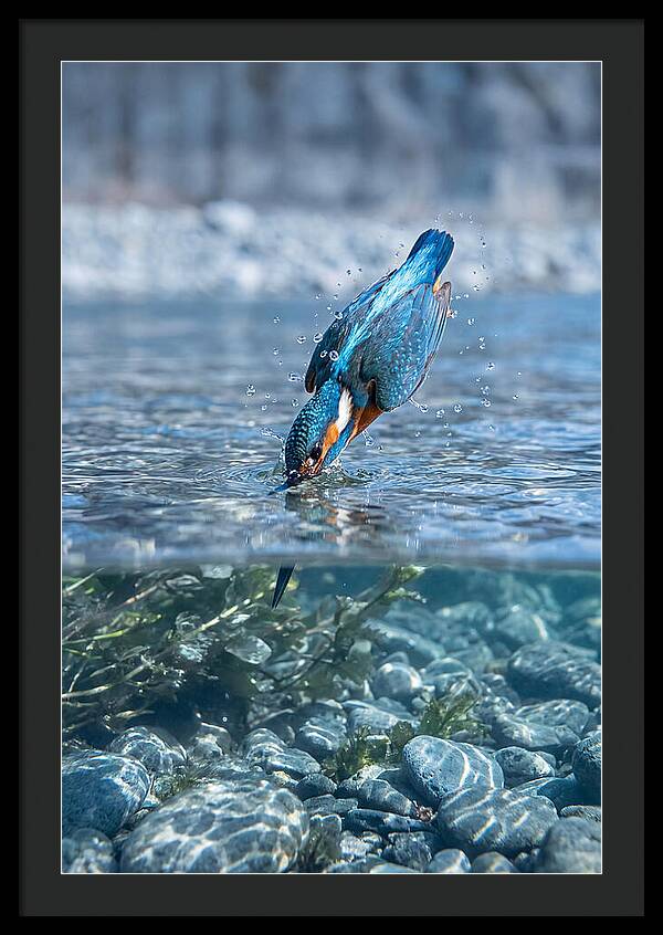 Diving Kingfisher In Clear Waters