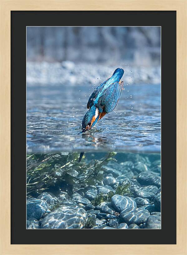 Diving Kingfisher In Clear Waters