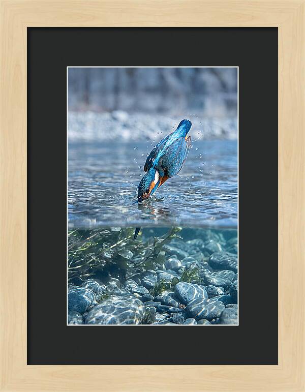 Diving Kingfisher In Clear Waters