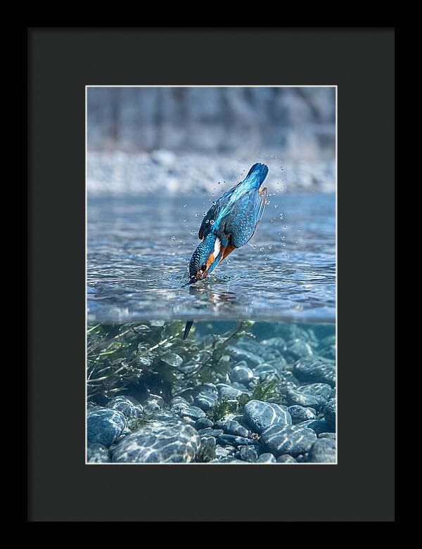 Diving Kingfisher In Clear Waters