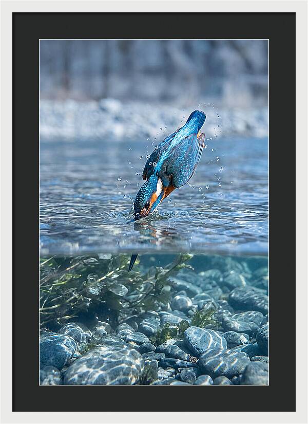 Diving Kingfisher In Clear Waters