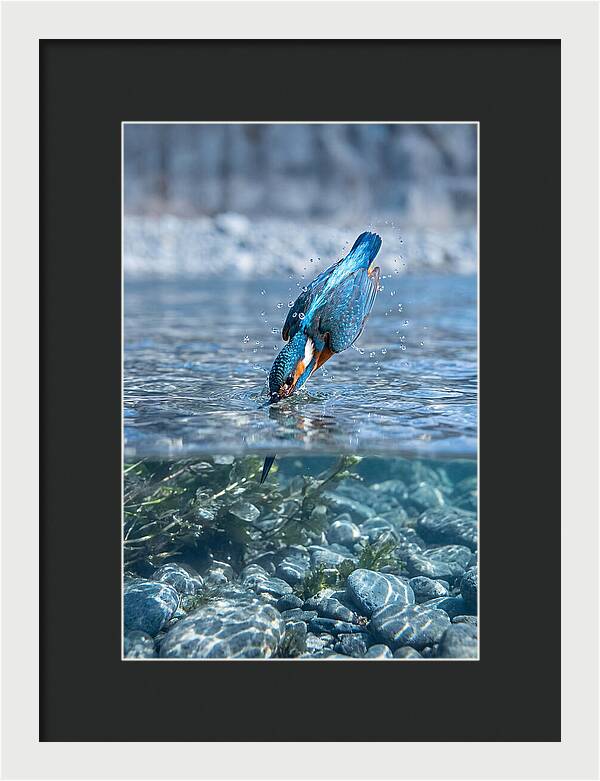 Diving Kingfisher In Clear Waters