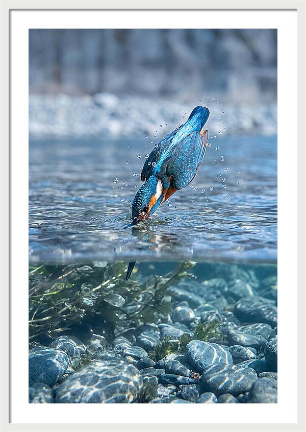Diving Kingfisher In Clear Waters