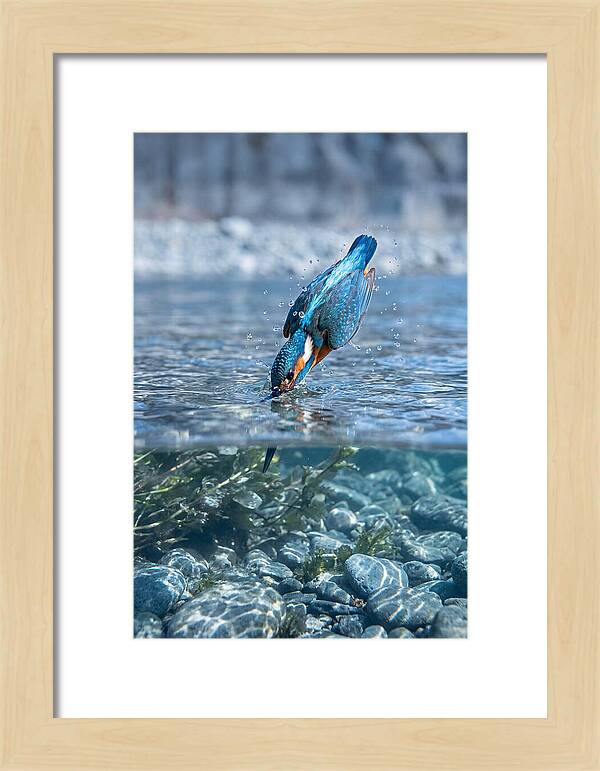 Diving Kingfisher In Clear Waters