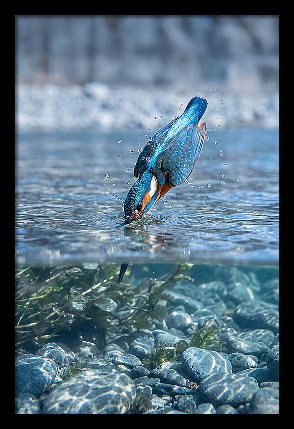 Diving Kingfisher In Clear Waters