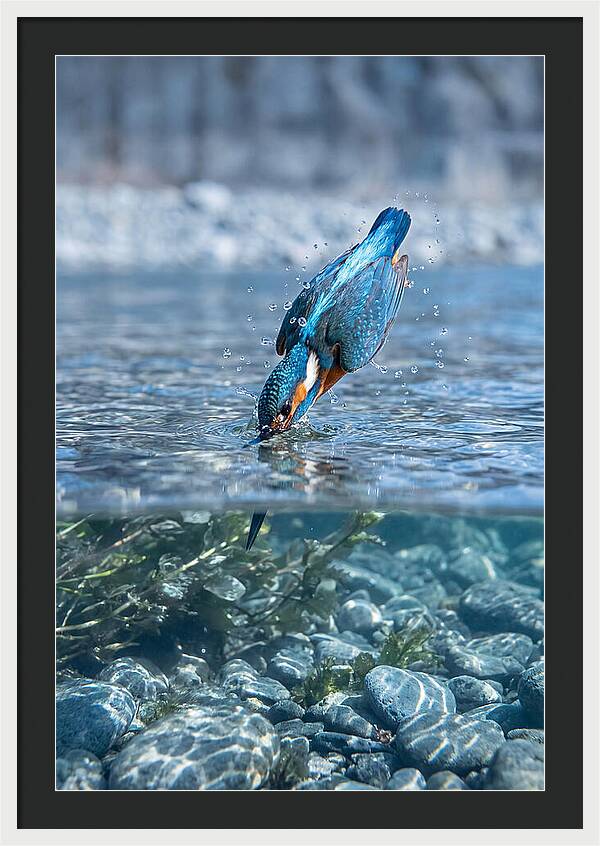 Diving Kingfisher In Clear Waters