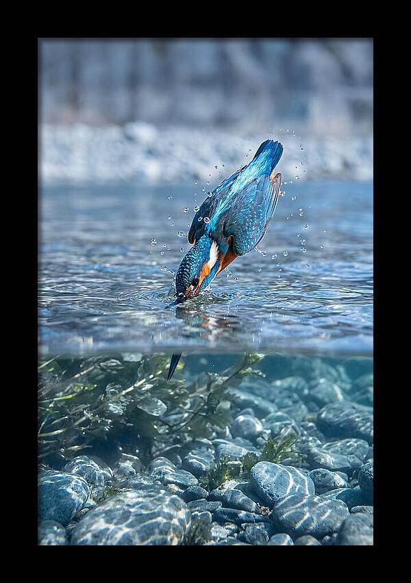 Diving Kingfisher In Clear Waters