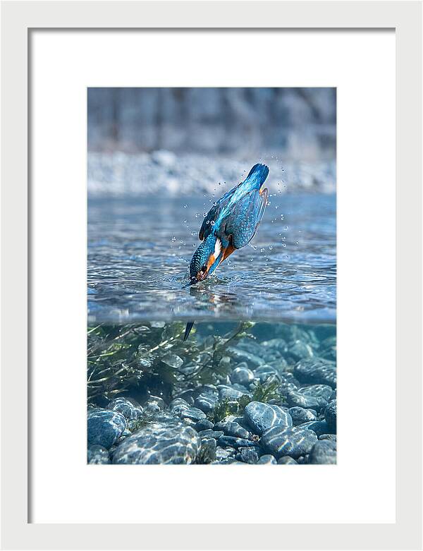 Diving Kingfisher In Clear Waters