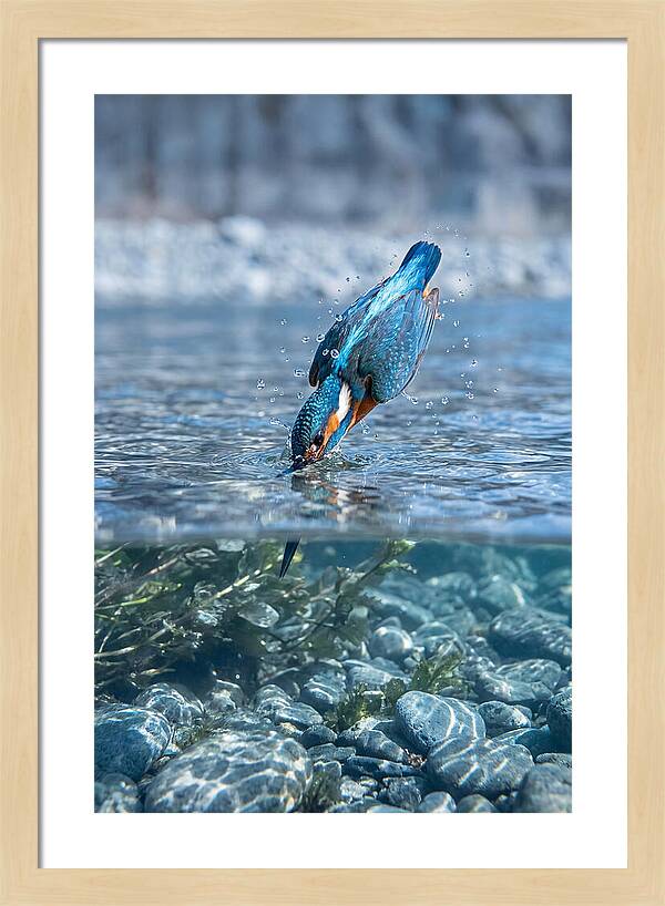 Diving Kingfisher In Clear Waters
