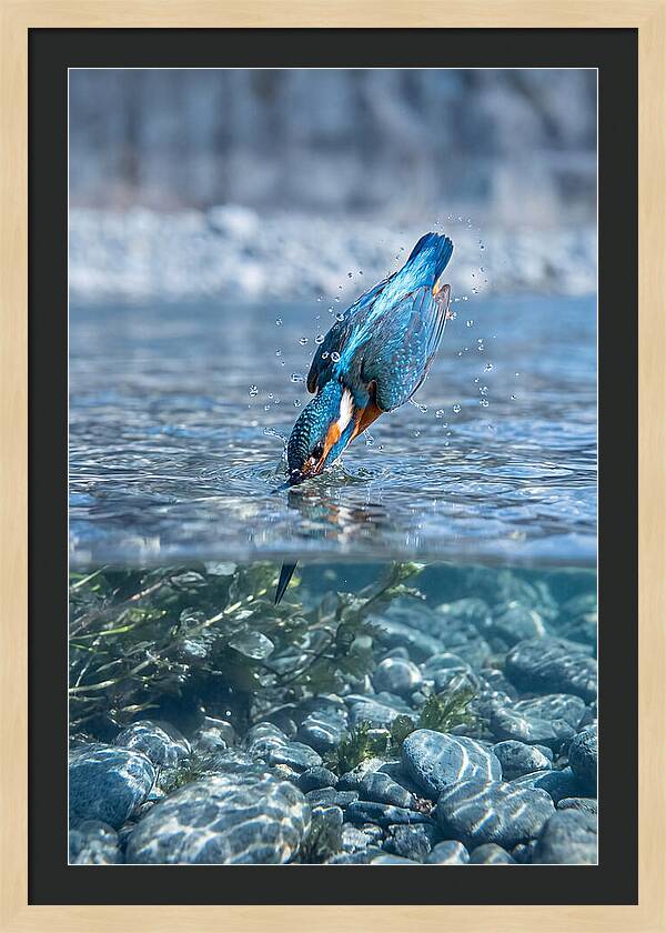 Diving Kingfisher In Clear Waters
