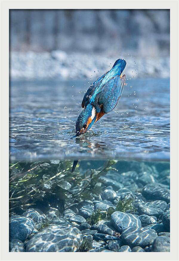 Diving Kingfisher In Clear Waters