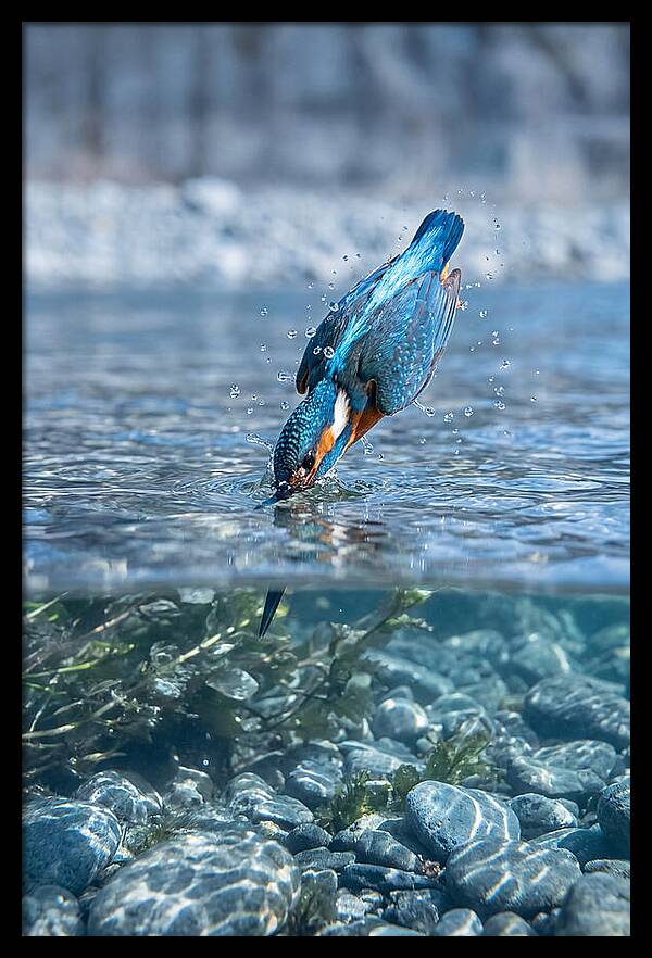 Diving Kingfisher In Clear Waters