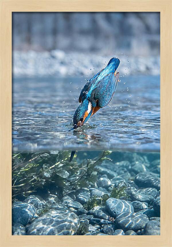 Diving Kingfisher In Clear Waters