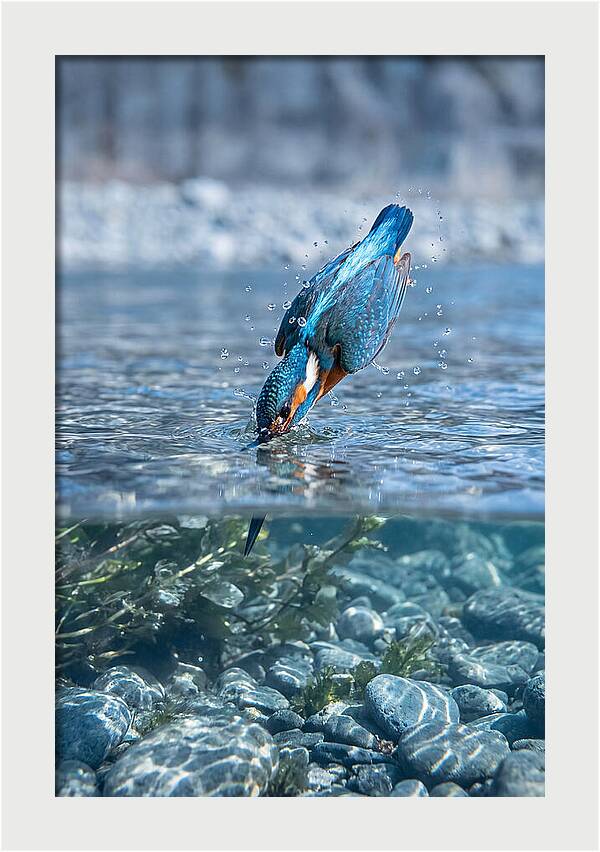 Diving Kingfisher In Clear Waters