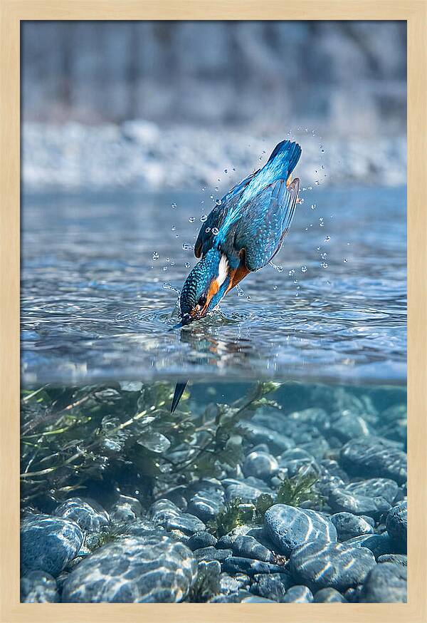 Diving Kingfisher In Clear Waters