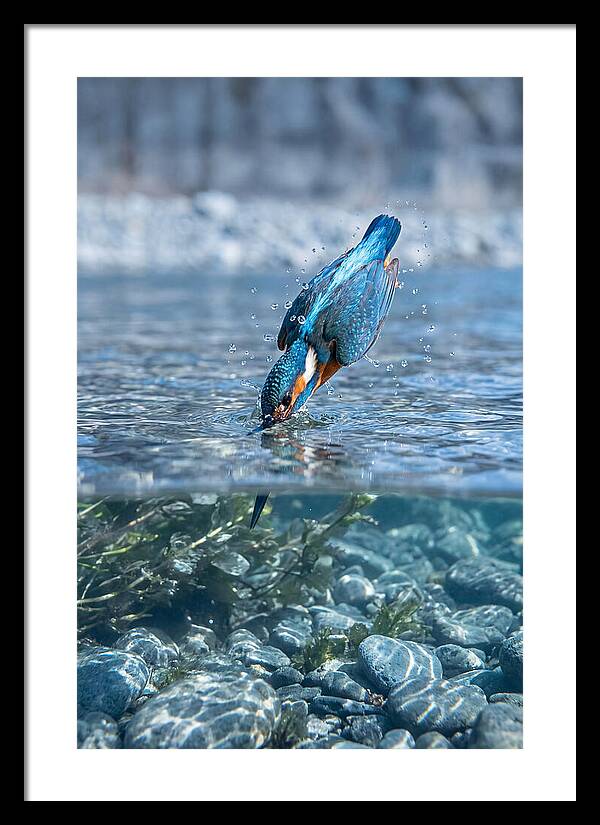 Diving Kingfisher In Clear Waters