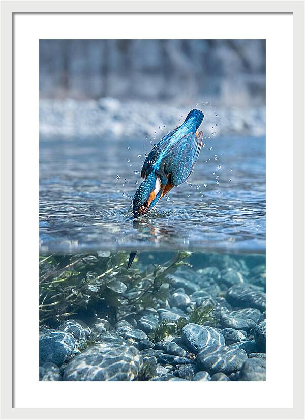 Diving Kingfisher In Clear Waters