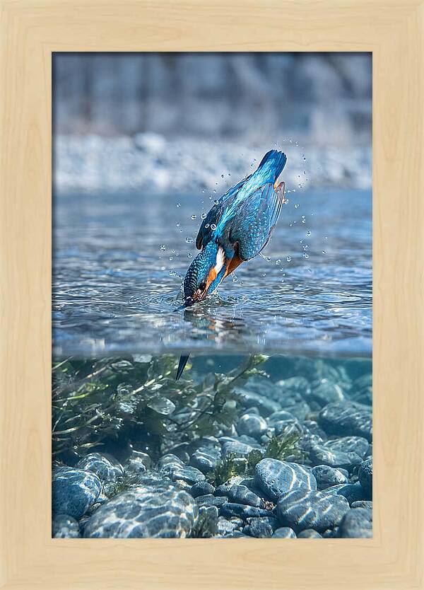 Diving Kingfisher In Clear Waters