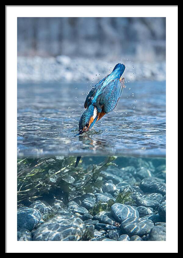 Diving Kingfisher In Clear Waters