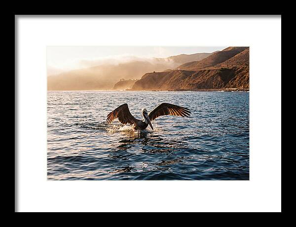 Diving Pelican In Blue Waters