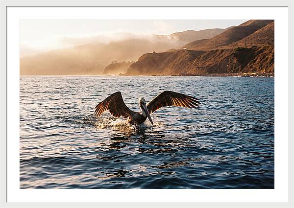 Diving Pelican In Blue Waters