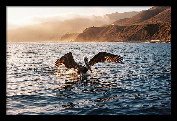 Diving Pelican In Blue Waters