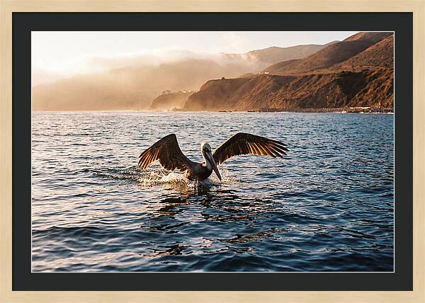 Diving Pelican In Blue Waters
