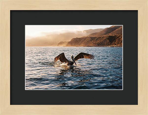 Diving Pelican In Blue Waters