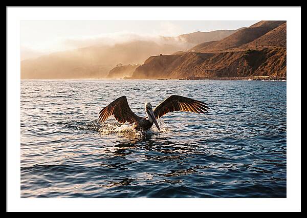 Diving Pelican In Blue Waters