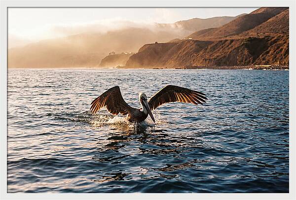 Diving Pelican In Blue Waters
