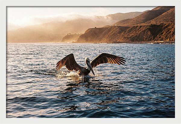 Diving Pelican In Blue Waters