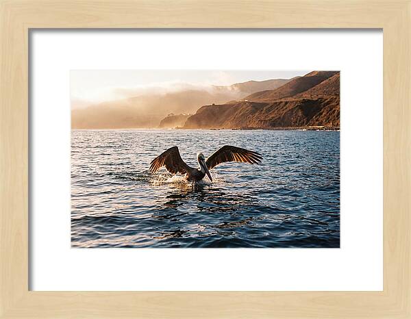Diving Pelican In Blue Waters