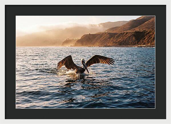 Diving Pelican In Blue Waters