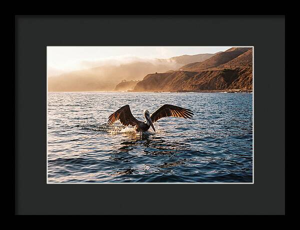 Diving Pelican In Blue Waters