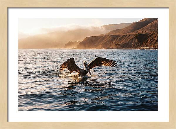 Diving Pelican In Blue Waters
