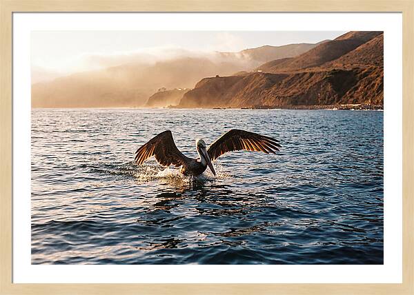 Diving Pelican In Blue Waters