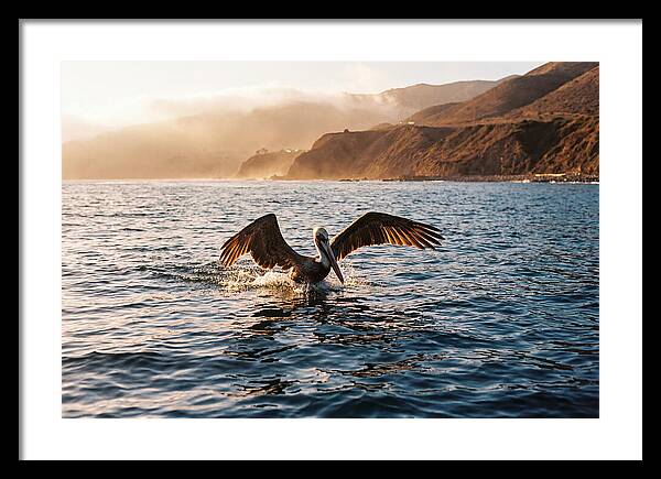 Diving Pelican In Blue Waters