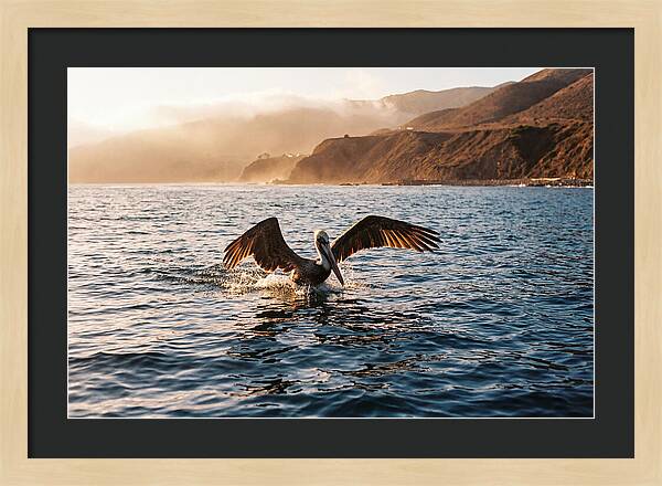 Diving Pelican In Blue Waters