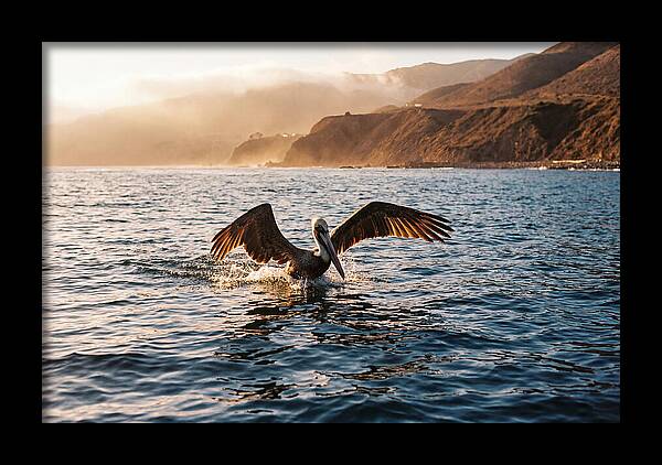 Diving Pelican In Blue Waters